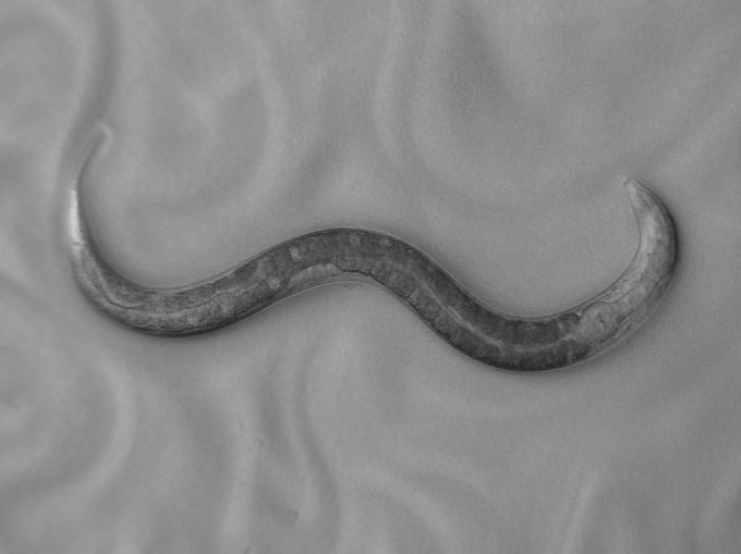 C.elegans Image | Hutter Lab